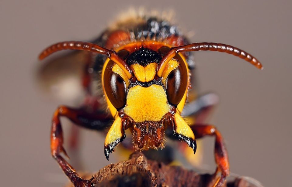  В Круглянском РОЧС напомнили, как  предотвратить нападение жалоносных насекомых     
