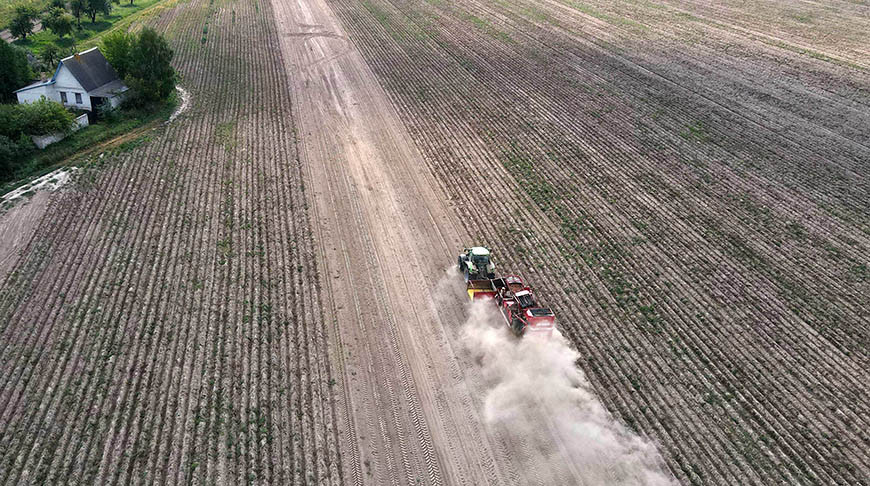 В Беларуси накопано более 34 тыс. тонн картофеля