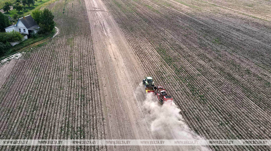 В Беларуси накопано почти 257 тыс. тонн картофеля