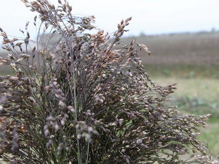 В Беларуси намолочено 15,7 тыс. тонн проса