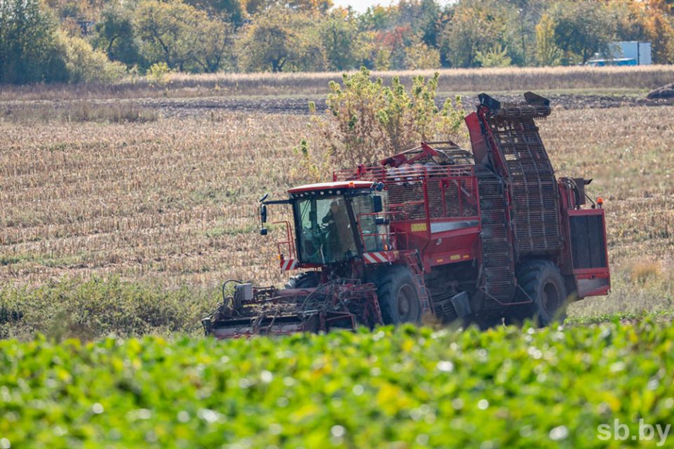 В Беларуси накопано более 395 тысяч тонн сахарной свеклы