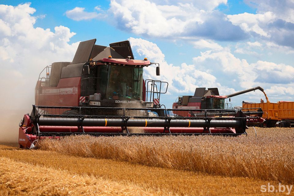 В Беларуси намолочено 7096,5 тысячи тонн зерна с учетом рапса