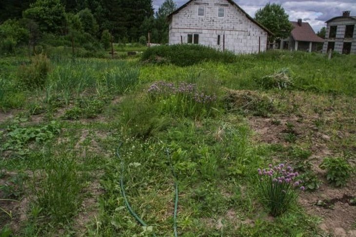 Как прогнать кротов с участка с помощью обычной тряпки: метод, о котором многие забывают