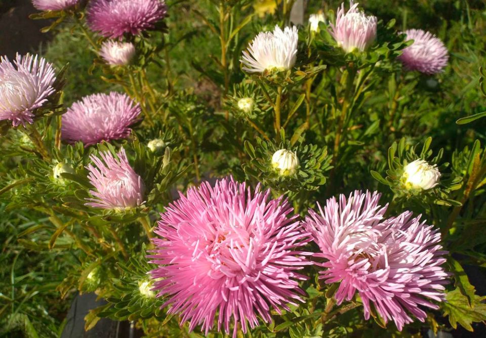 Иван Постный: что надо делать 11 сентября, чтобы привлечь в жизнь удачу