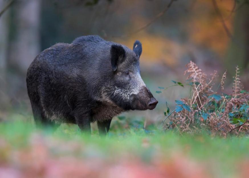 Сезон загонной охоты на копытных откроется в Беларуси 1 октября