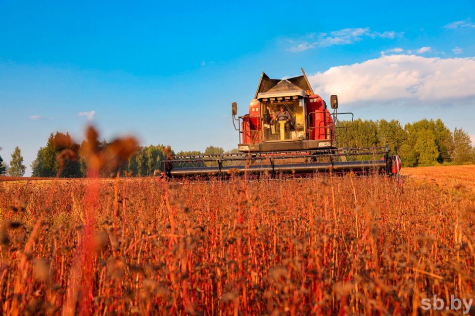 76 процентов гречихи убрали белорусские аграрии