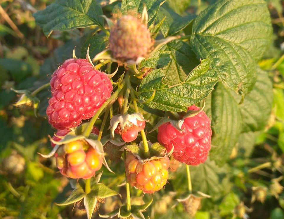 Народные приметы на 14 сентября: осень будет сухой или дождливой