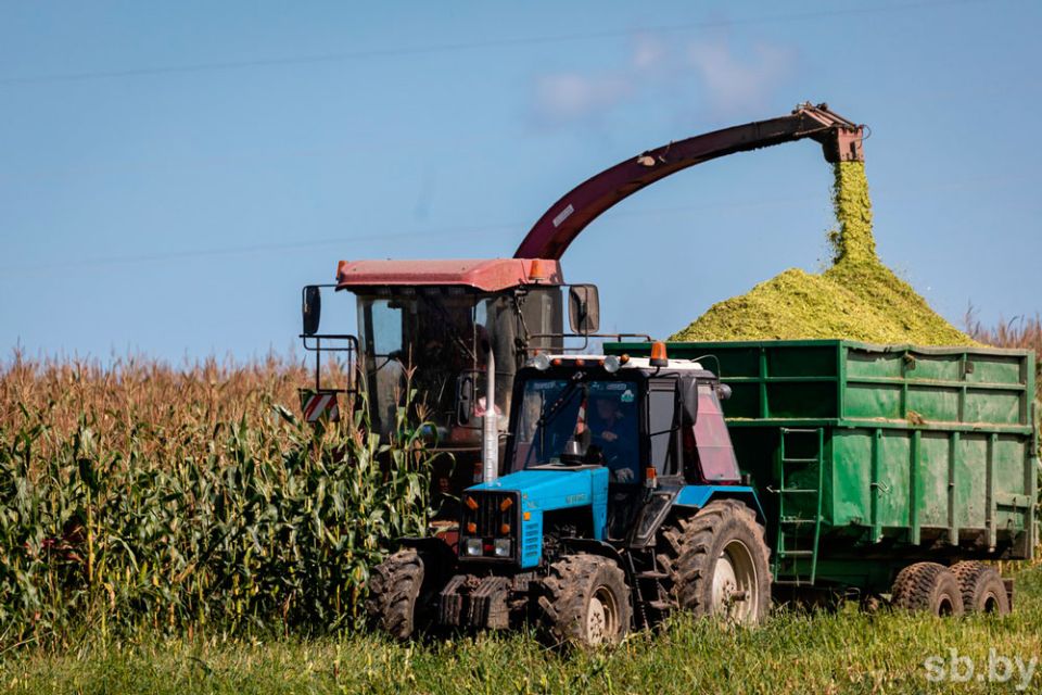 В Беларуси собрано почти 6 млн тонн зеленой массы кукурузы