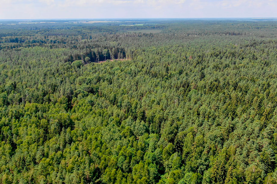 В 16 районах Беларуси введены запреты на посещение лесов, в остальных районах – ограничения