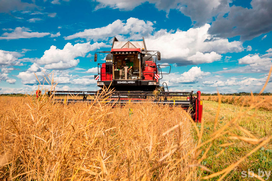 Аграрии Беларуси приближаются к намолоту 9 млн тонн зерна