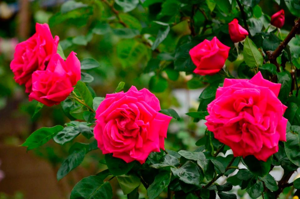 Как избавиться от тли на розах: эффективные способы