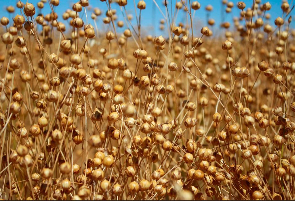 В Беларуси заготовлено более 64 тыс. тонн льнотресты