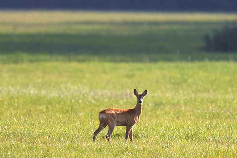 Сколько стоят путевки на добычу охотничьих животных, рассказали в Минлесхозе