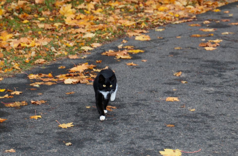Народные приметы на 23 октября: наступит ли зима рано — обратите внимание на это дерево