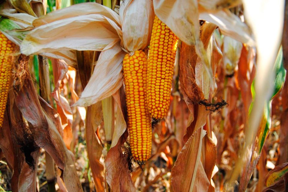 В Беларуси убрано две трети кукурузы на зерно