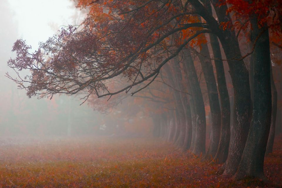 В Беларуси на 24 октября объявлен оранжевый уровень опасности из-за тумана