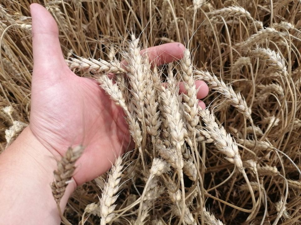 В Беларуси намолочено более 9 миллионов тонн зерна, включая рапс