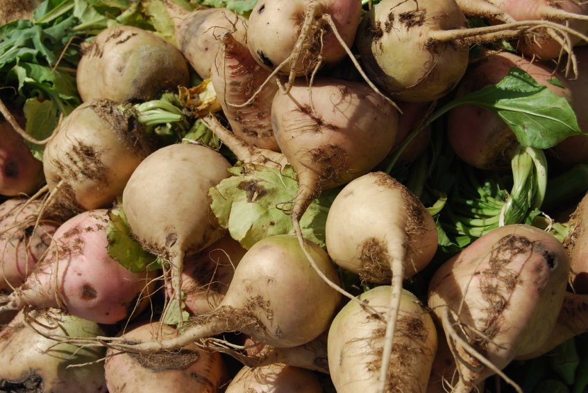 В Беларуси завершилась уборка овощей