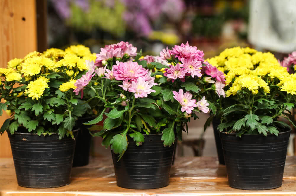 6 комнатных цветов, которые стоит посадить осенью: привлекают гармонию и удачу