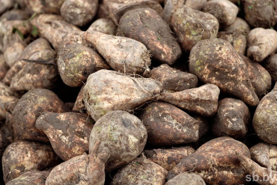 В Беларуси получили рекордный урожай сахарной свеклы объемом более 5,1 миллиона тонн