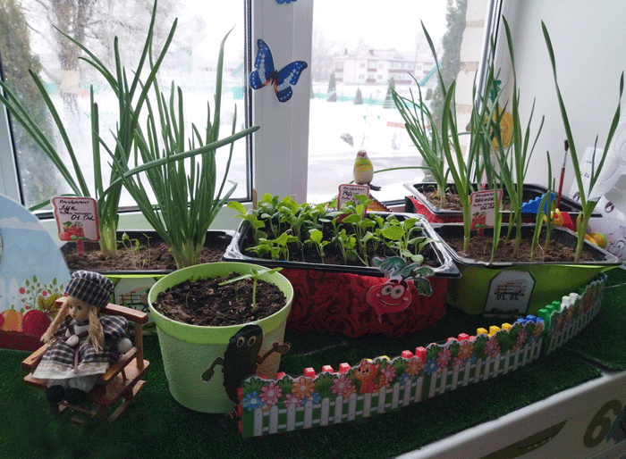 Огород на подоконнике организовали в ГУО «Детский сад №1 г. Круглое»