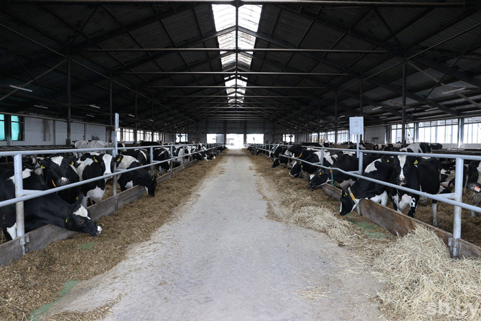 В Беларуси 73 процента молока производится на современных комплексах