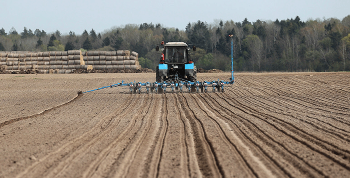 В Беларуси кукурузу на зерно посеяли почти на 33% площадей