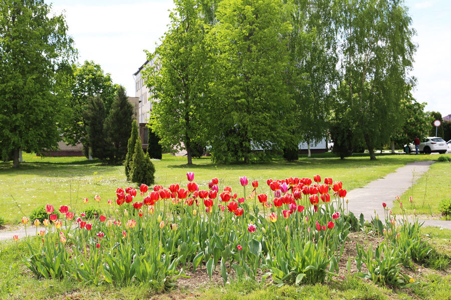Утром слабый туман, днем грозы обещают синоптики сегодня в Беларуси