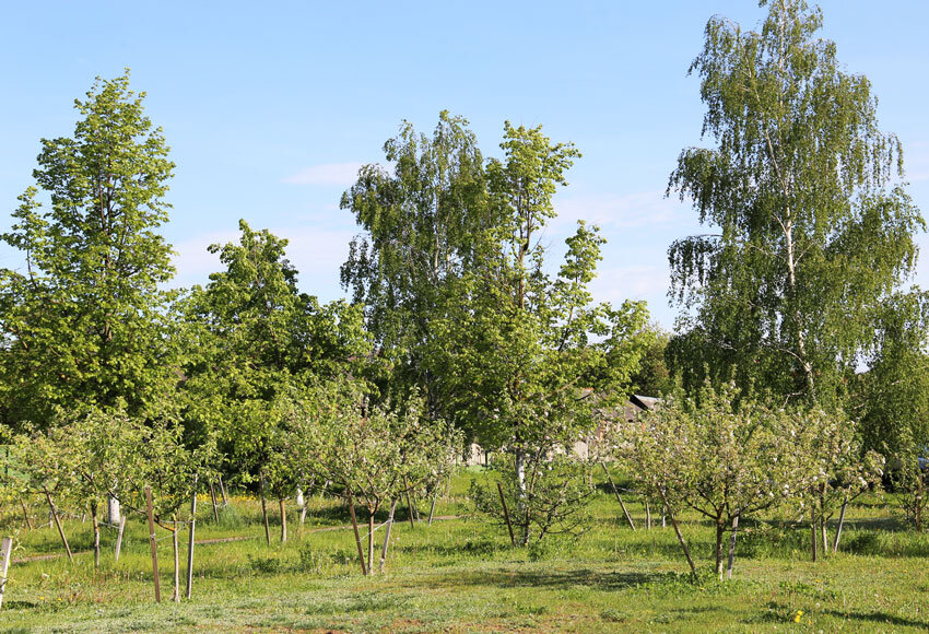 До +30°С и грозы ожидаются в Беларуси сегодня