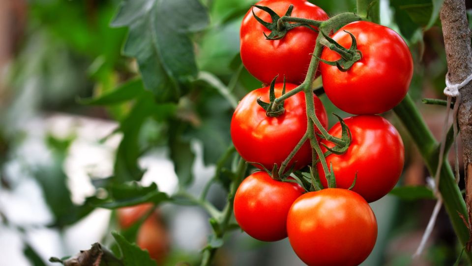 Из-за каких ошибок можно лишиться урожая томатов: проверьте себя