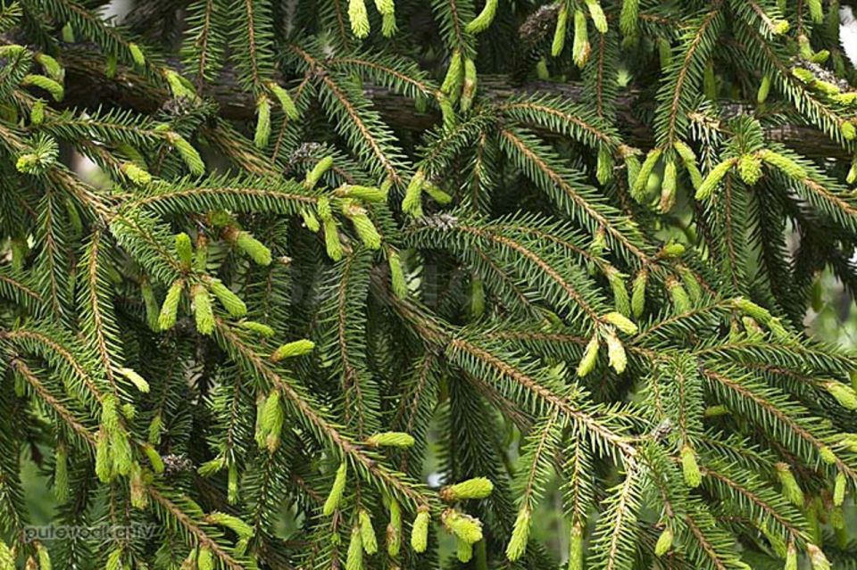 Правоохранители напомнили правила посещения лесов