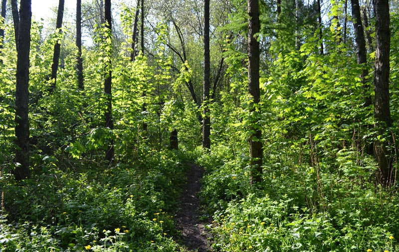 В Беларуси за сутки в лесах обнаружены двое потерявшихся