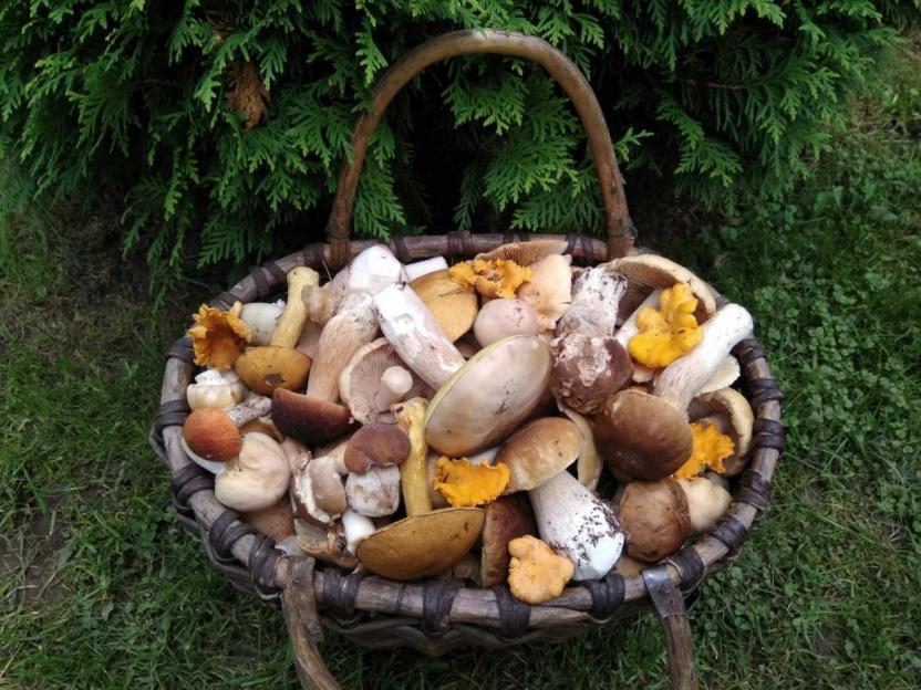 Нужно ли физлицам платить подоходный налог от реализации даров леса, разъяснили в инспекции МНС