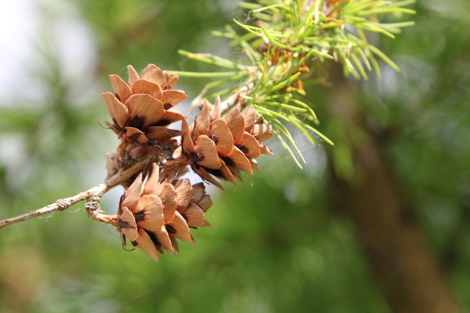 До +27°С и в основном без осадков ожидается сегодня в Беларуси