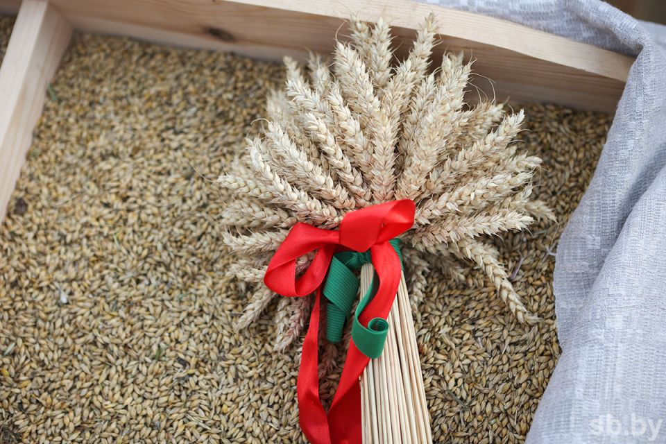 В Беларуси намолочено более миллиона тонн зерна с учетом рапса