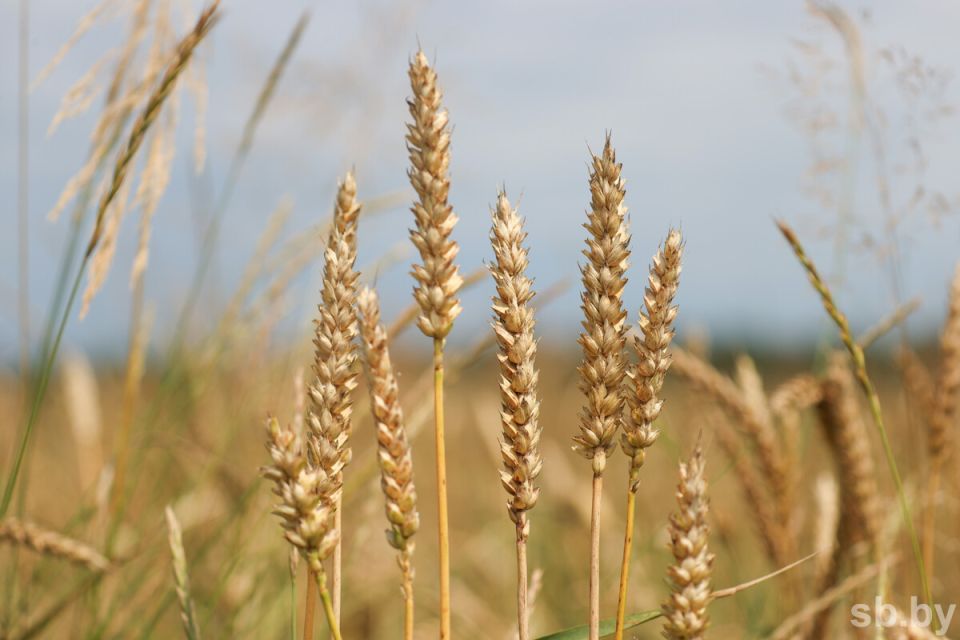 В Минсельхозпроде рассказали о ходе уборочной кампании