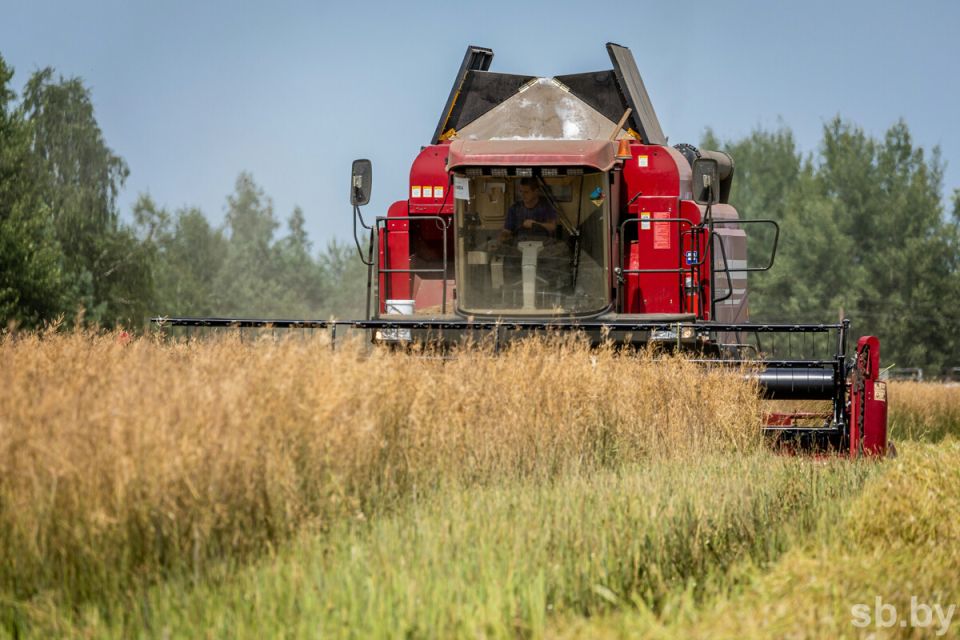 В Беларуси убрано 14 процентов озимого рапса