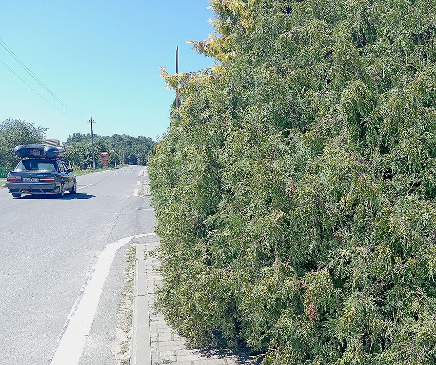 Туи … на тротуаре