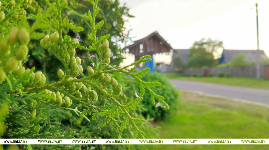 Лукашенко изменил условия реализации населению деловой древесины. Построить дом станет проще