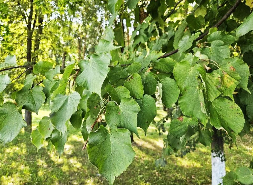 Приметы и поверья на 30 августа: что нельзя делать на Мирона-ветрогона?