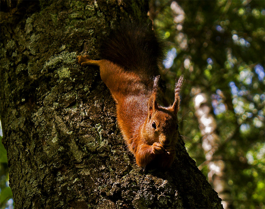 До +28°С и дожди с грозами прогнозируются сегодня в Беларуси