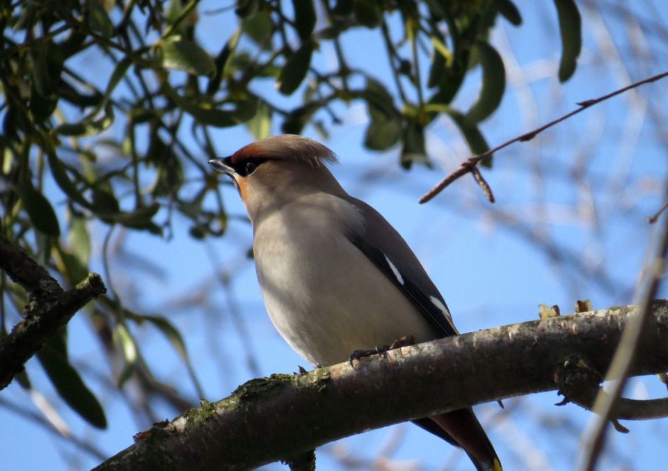 Кратковременные дожди с грозами и до +28°С будет сегодня в Беларуси