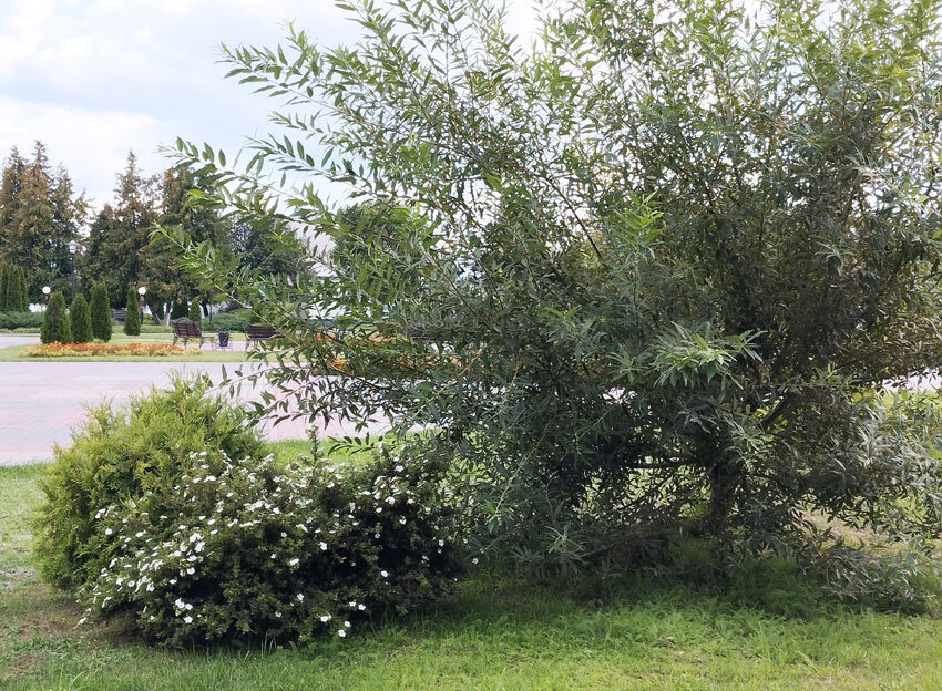 Сегодня в Беларуси до +25°С и переменная облачность