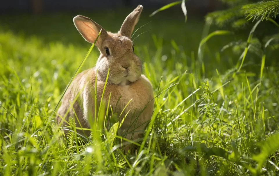 В Беларуси до +32°С и кратковременные дожди прогнозируются 16 августа