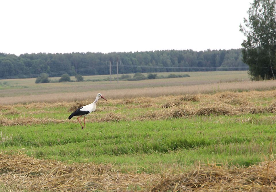 Приметы и поверья на 12 августа: что нельзя делать в Силин день