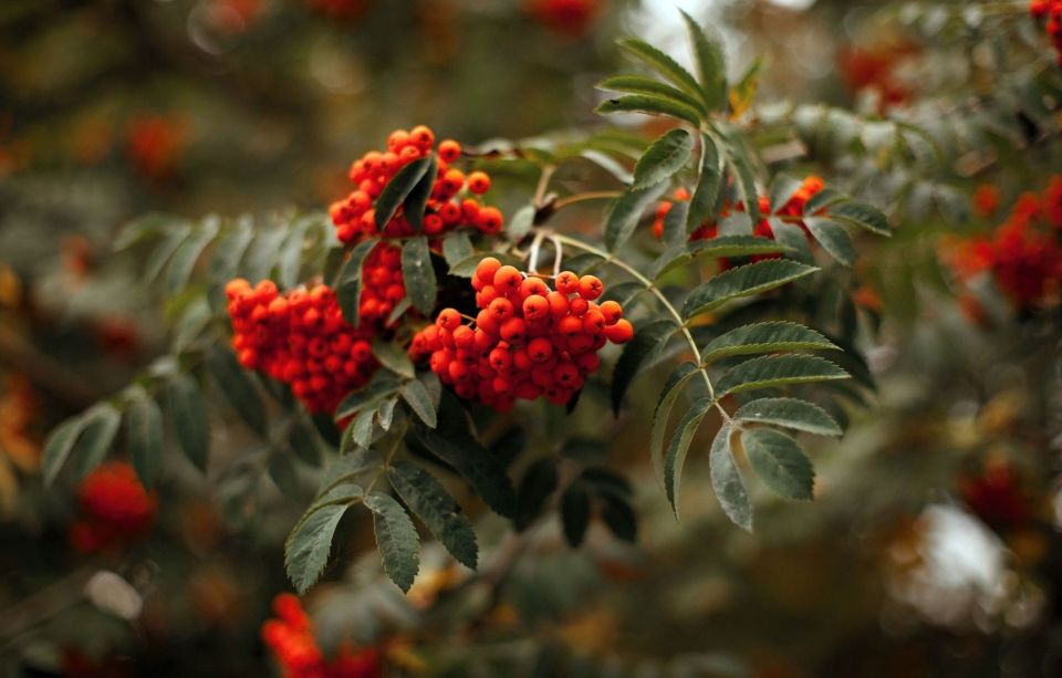 Без осадков и до +29°С ожидается сегодня в Беларуси