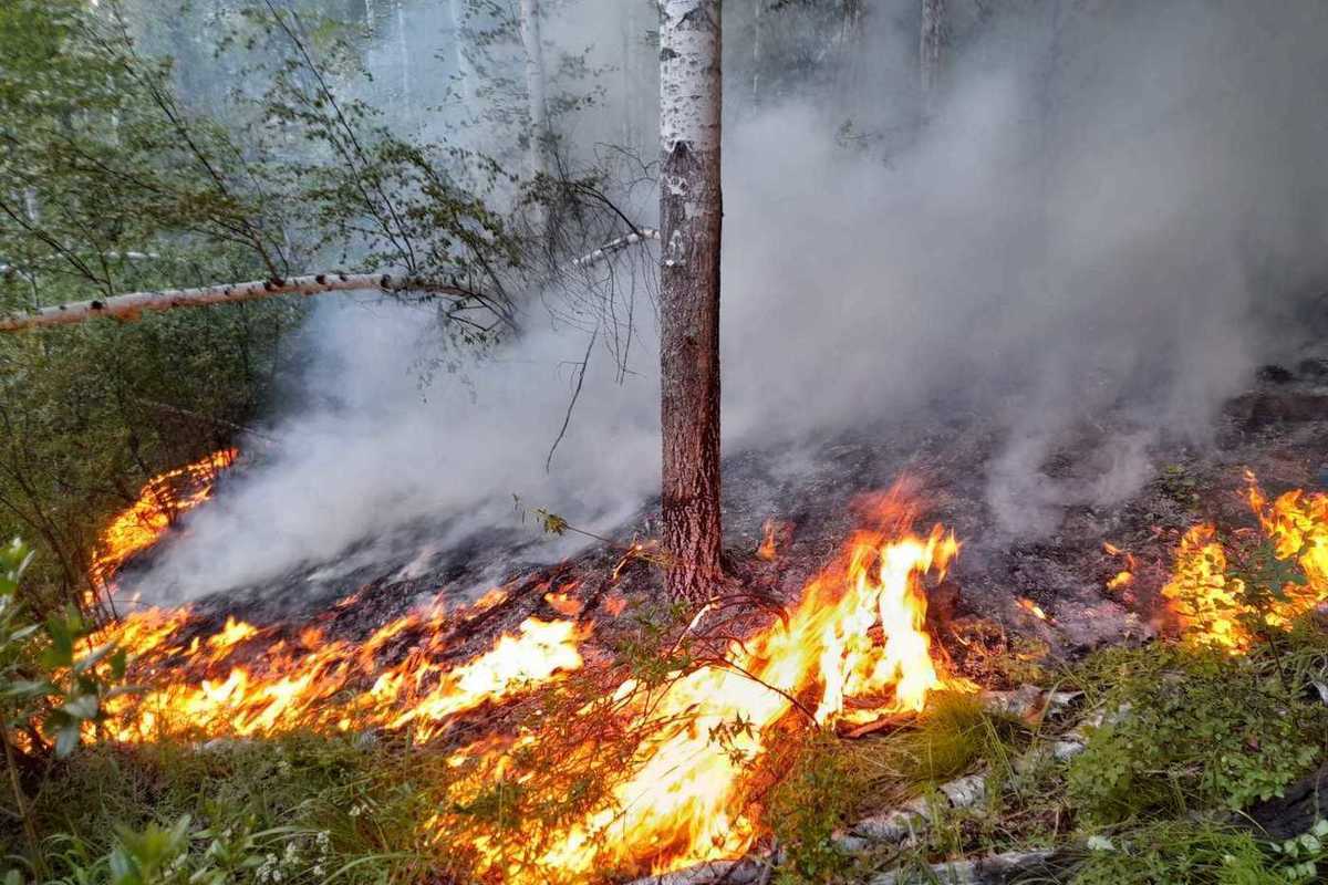 В Беларуси за сутки ликвидированы 8 лесных и 3 торфяных пожара