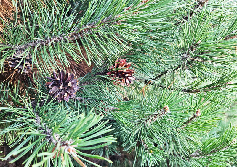 До +28°С и без осадков будет сегодня в Беларуси