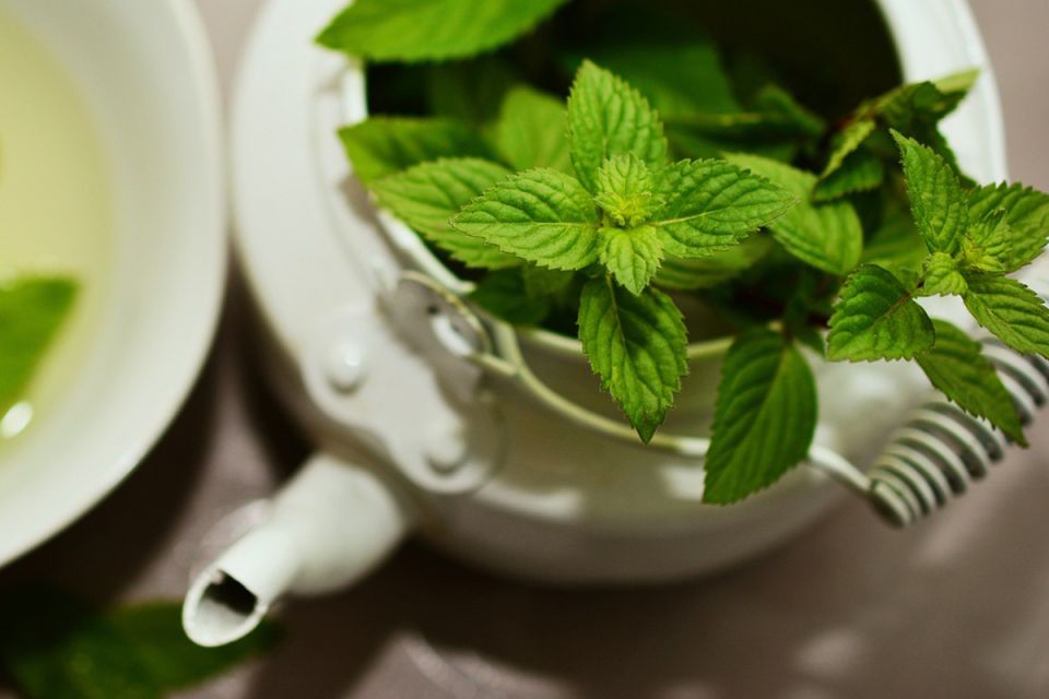Специалисты рассказали о пользе мяты