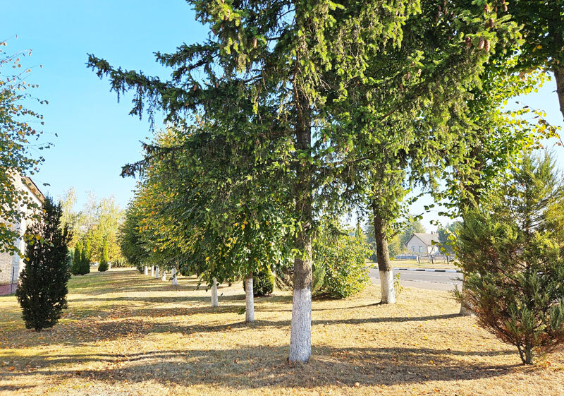 До +26°С ожидается сегодня в Беларуси
